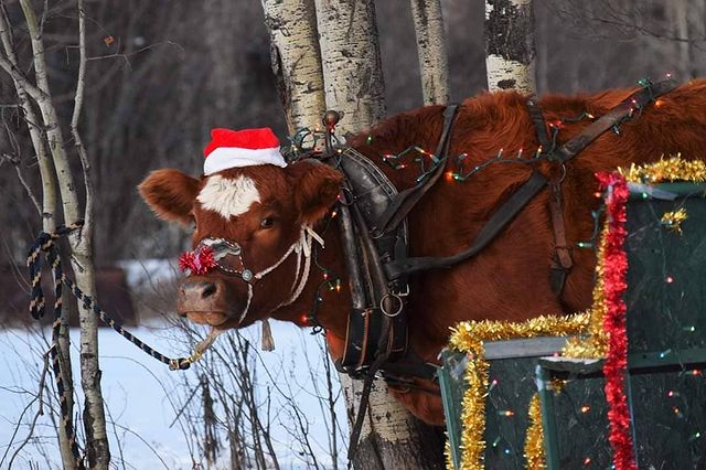 Christmas cow