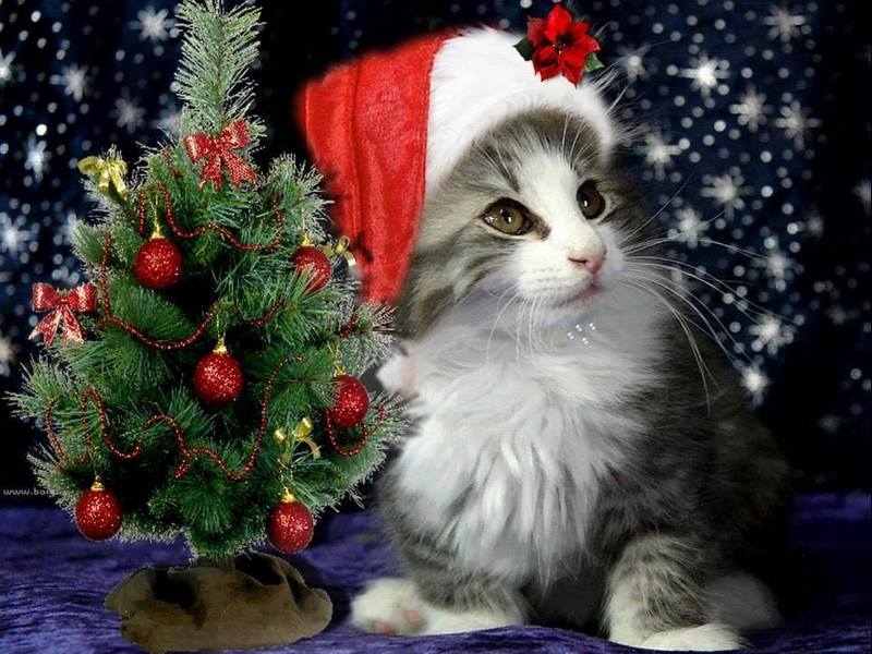 Kitten with a Christmas hat