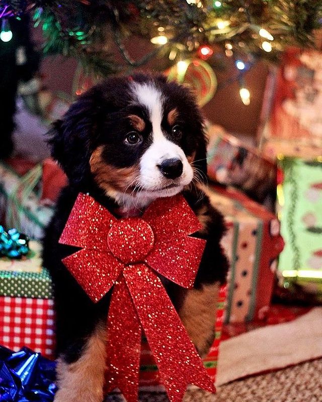 Puppy with a Christmas ribbon