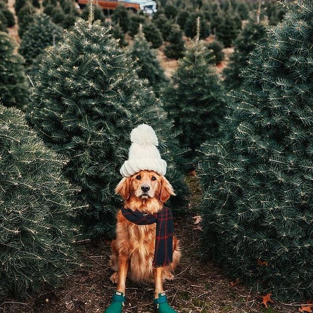 Dog among Christmas trees