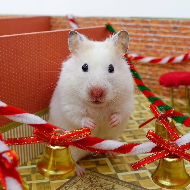 White Christmas hamster