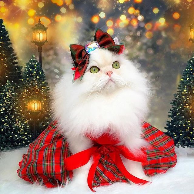 Beautiful Christmas cat