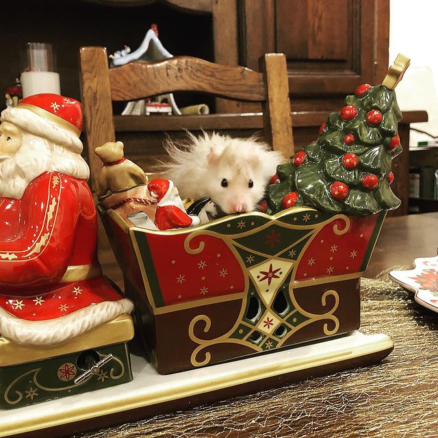 Cute Christmas hamster