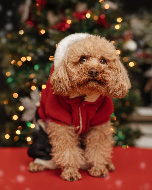Cute Christmas puppy