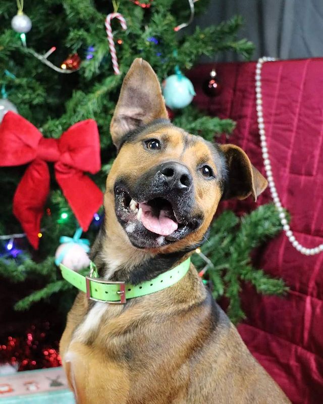 Laughing Christmas dog