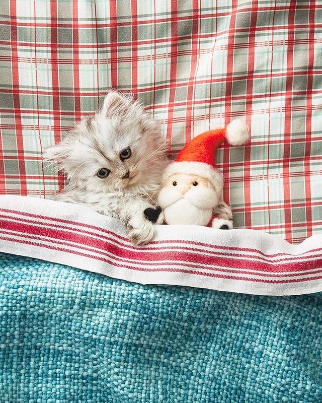 A kitten sleeps with a Christmas toy