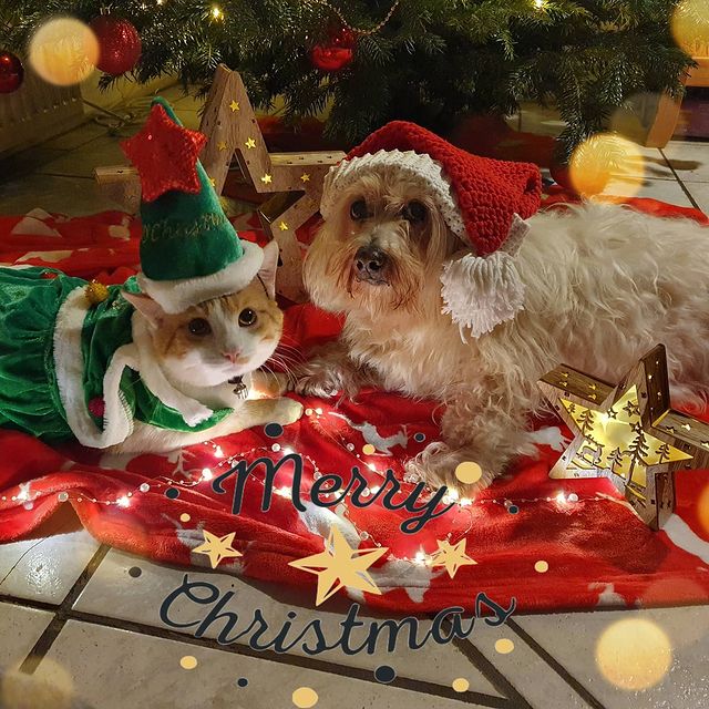 Puppy and cat with Christmas hats