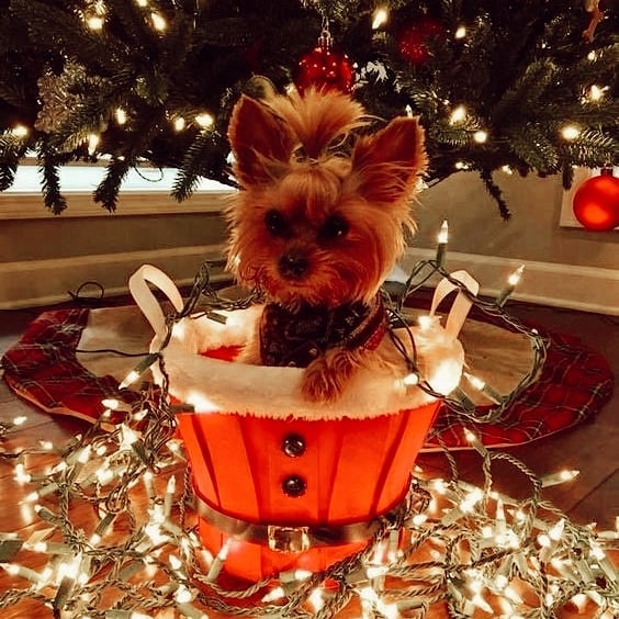 Puppy in Christmas lights