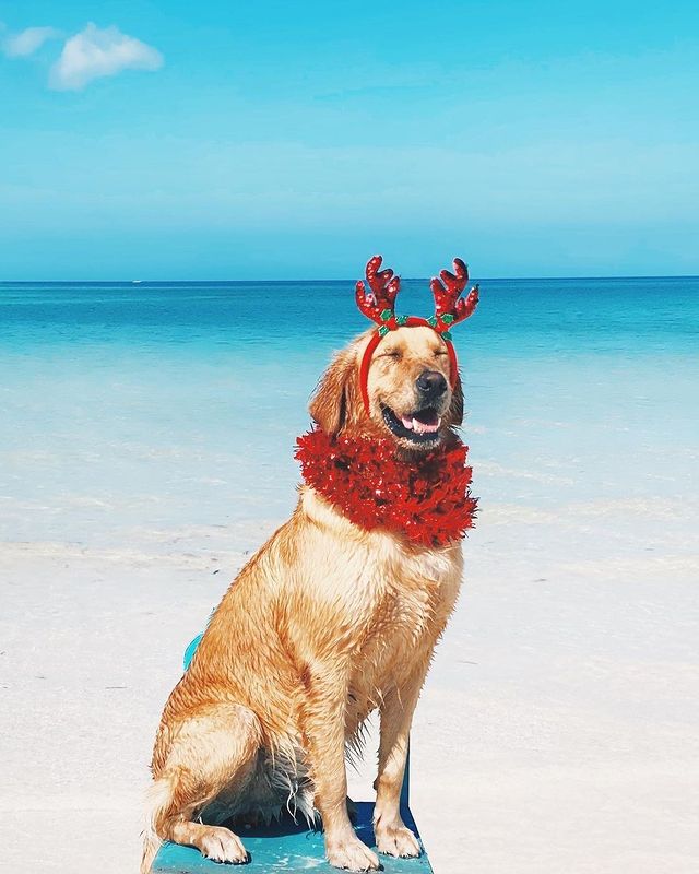 Fun Christmas dog on the beach
