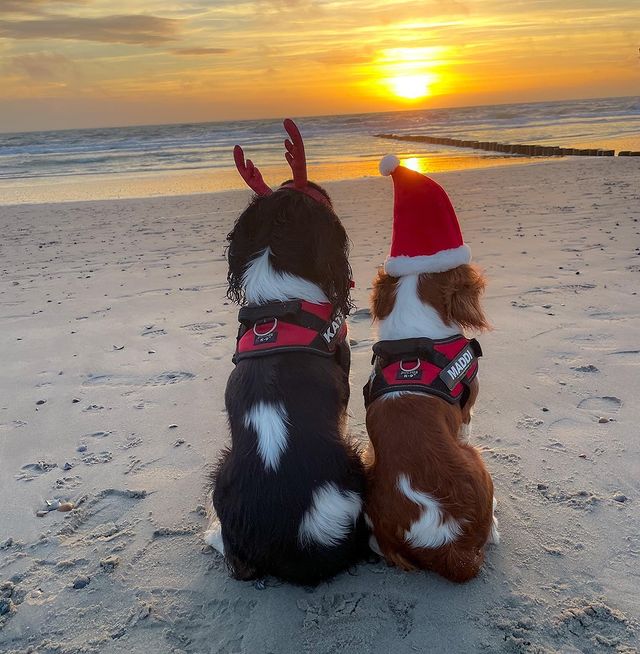 Christmas dogs on the beach