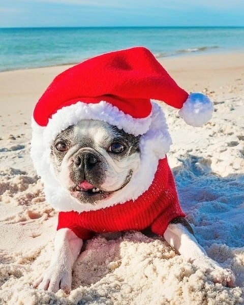 Christmas dog on the beach