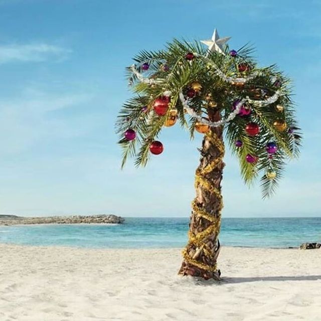 Christmas palm on the beach