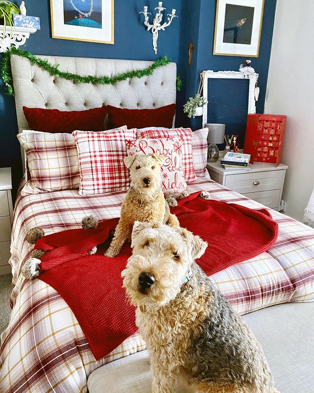 Christmas bed with two dogs