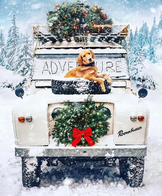 Christmas car with a dog