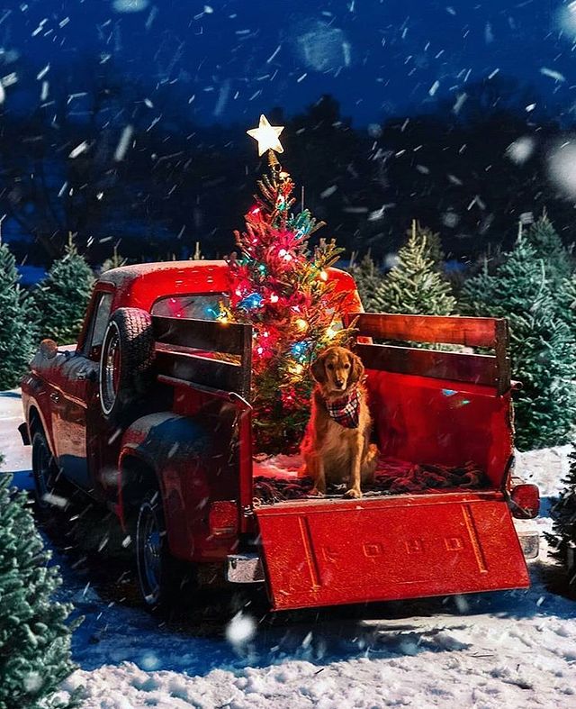 Christmas car with Christmas tree