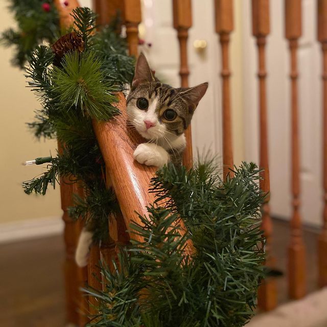 Christmas cat playing