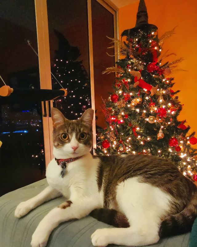 Christmas cat at home