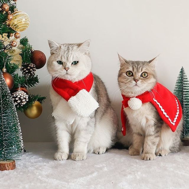 Two Christmas cats