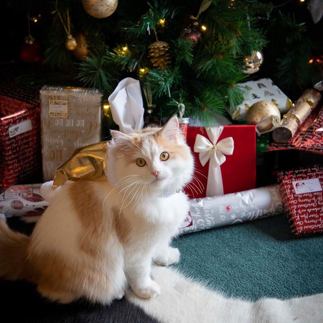 Christmas cat with gifts