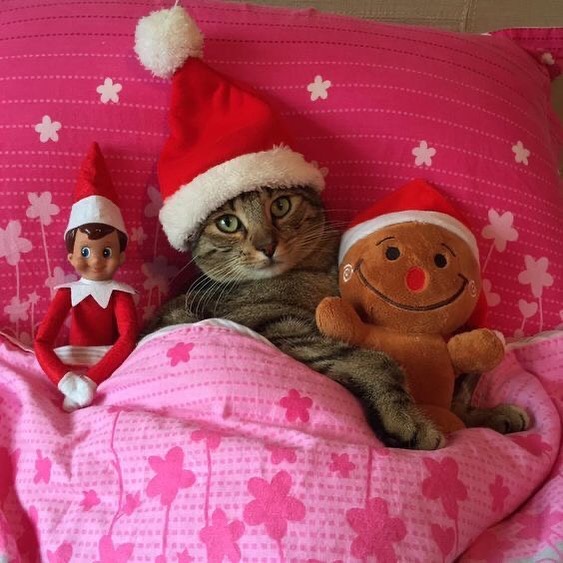 Cat sleeps with Christmas toys