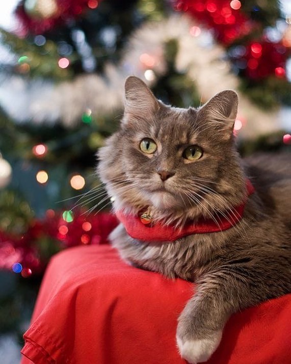 Gray Christmas cat
