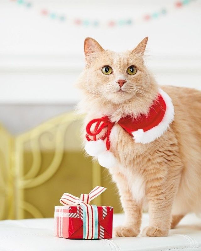 Beautiful cat with a gift