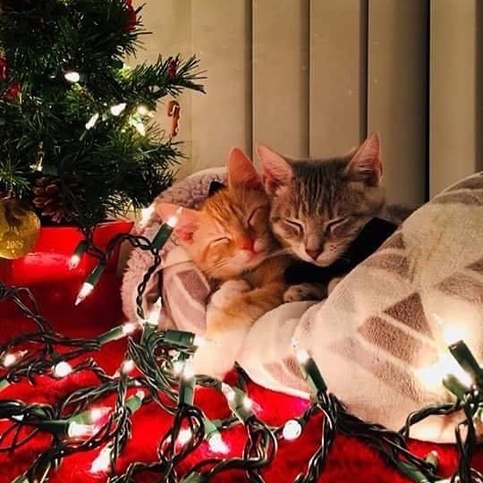 Sleeping Christmas cats