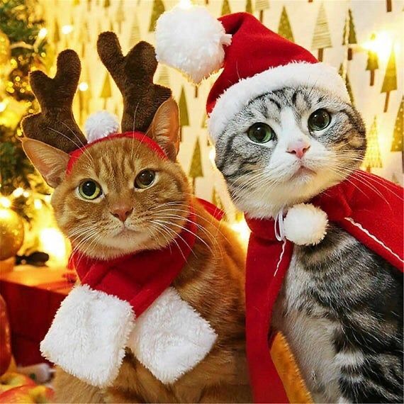 Fun Christmas cats