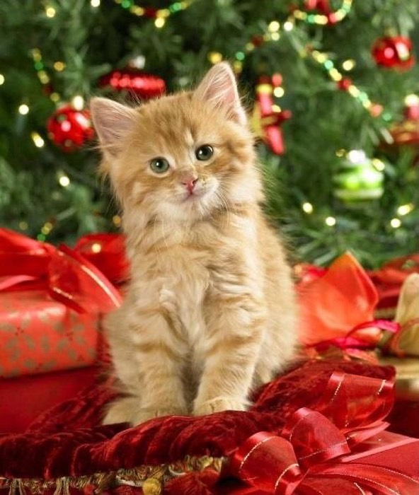 Beautiful Christmas kitten