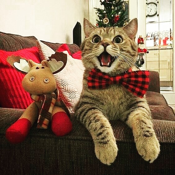 Laughing Christmas cat