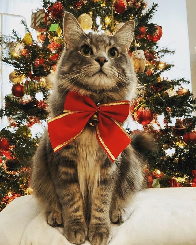 Christmas cat and Christmas tree