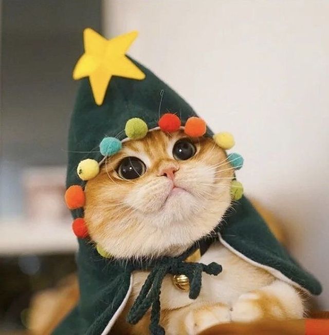 Funny Christmas kitten