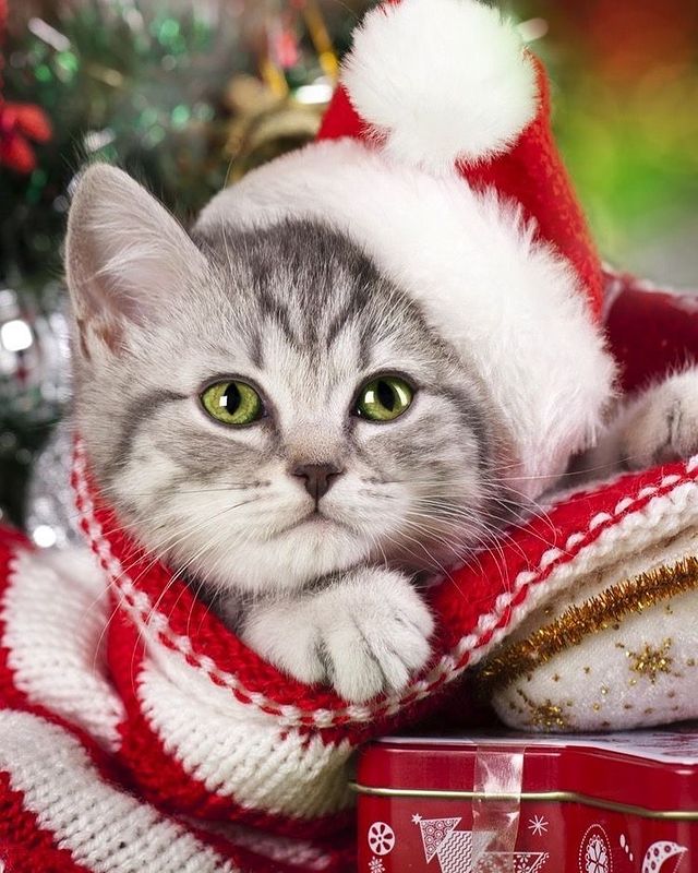Cat with a Christmas hat