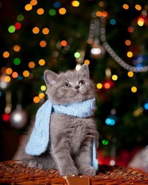 Little beautiful Christmas kitten