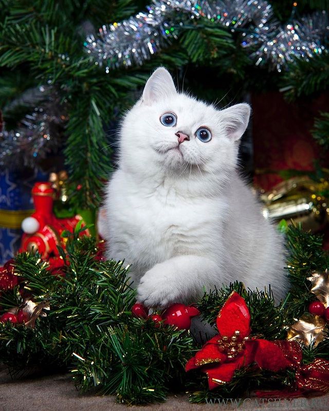 White Christmas cat