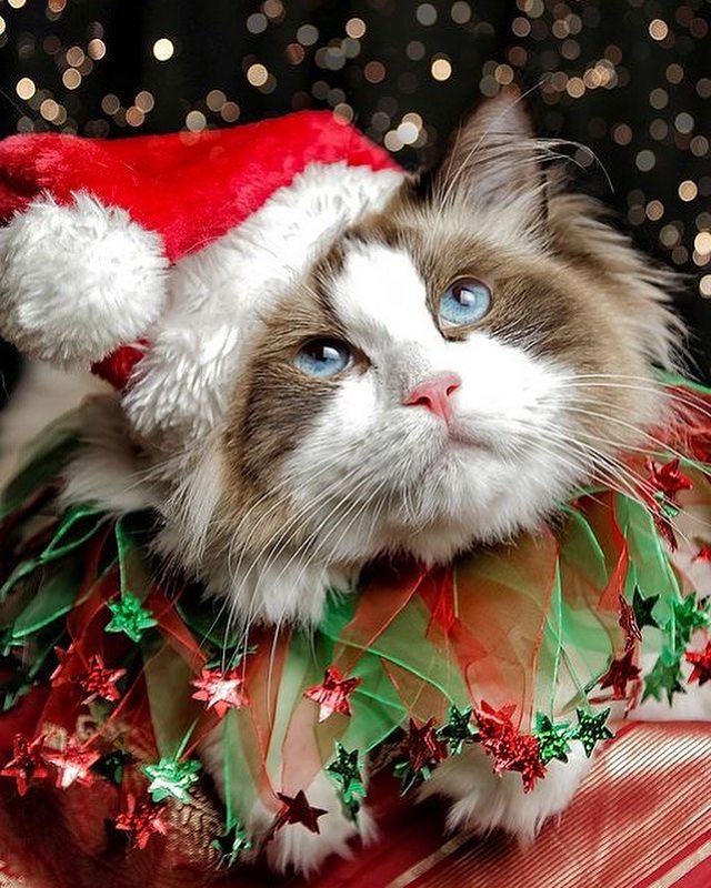 Bad Christmas cat