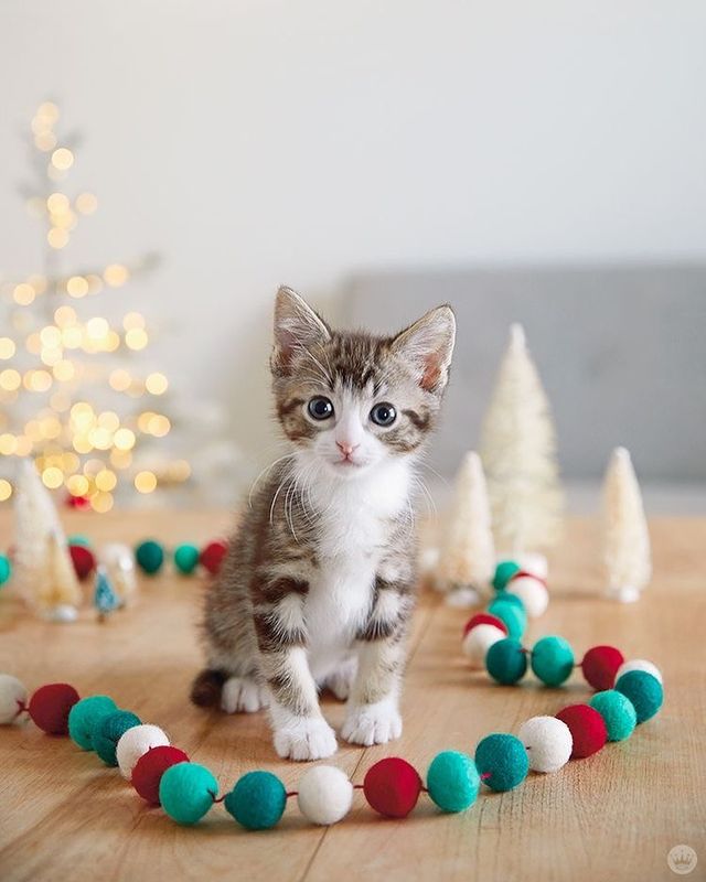 Cute Christmas kitten