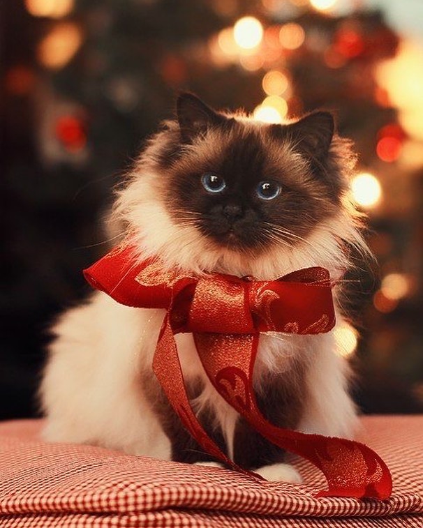 Christmas cat with ribbon