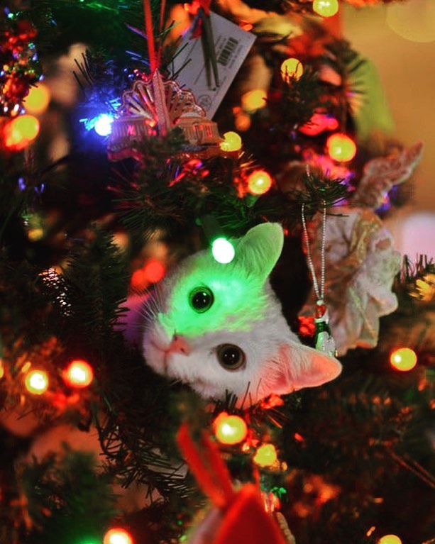 Pet in a Christmas tree