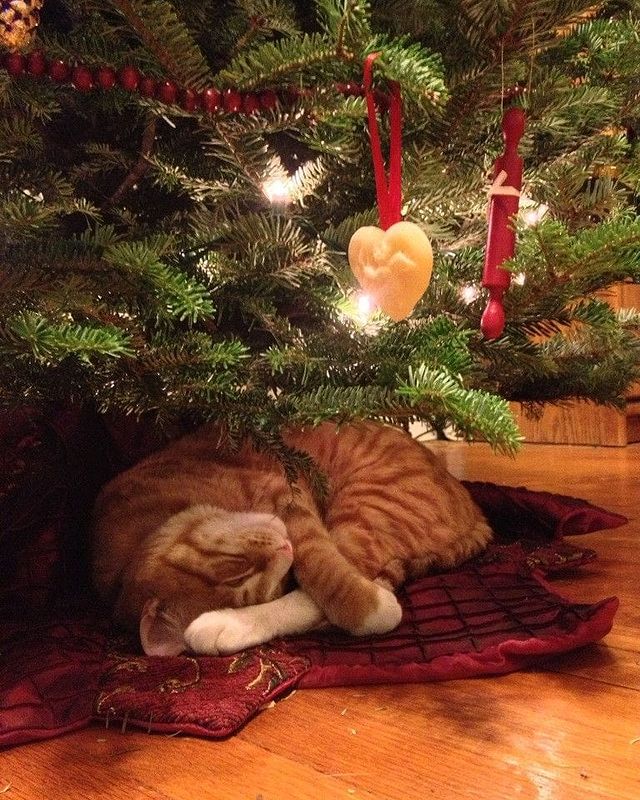Kitten sleeps under a Christmas tree