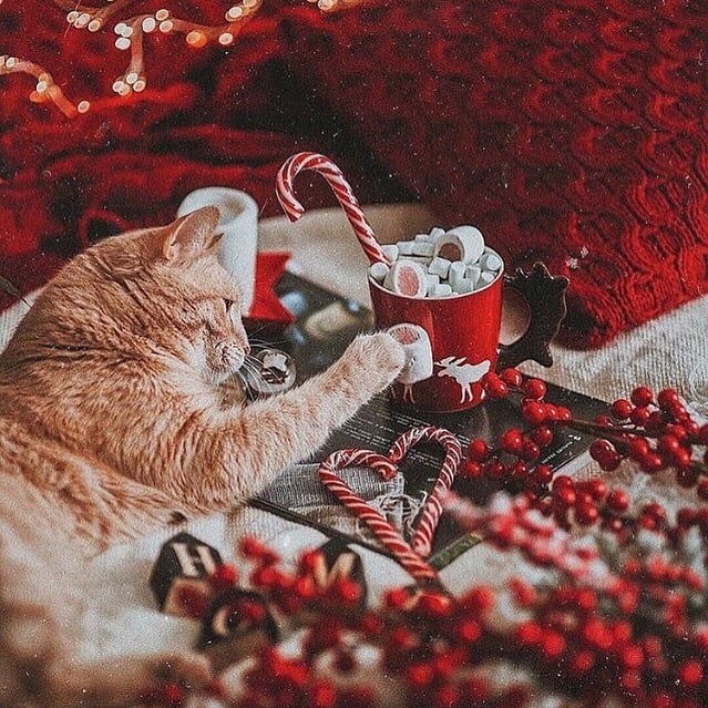 Christmas orange kitten