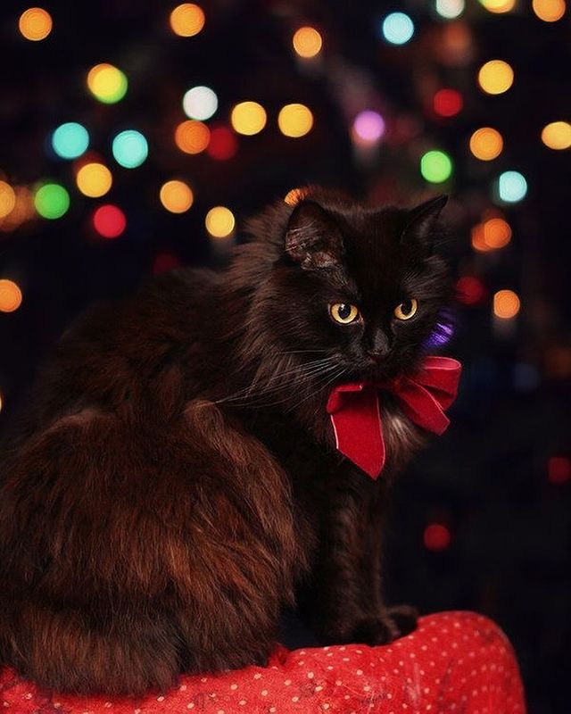 Beautiful black Christmas cat