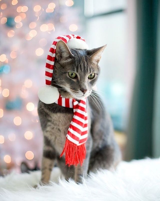 Cat with a Christmas scarf