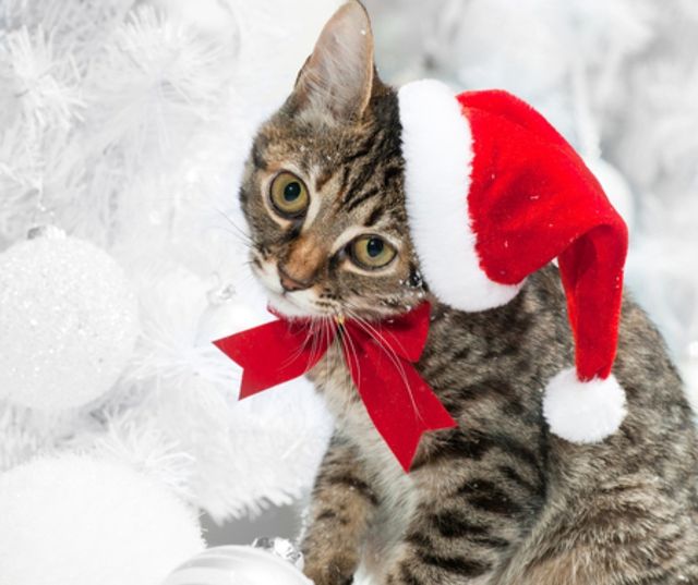Christmas cat with a hat