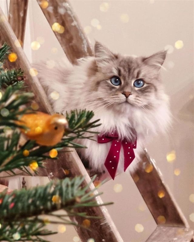 Christmas cat with ribbon