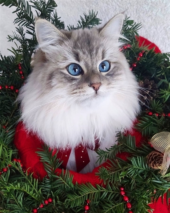 Christmas cat with beautiful eyes