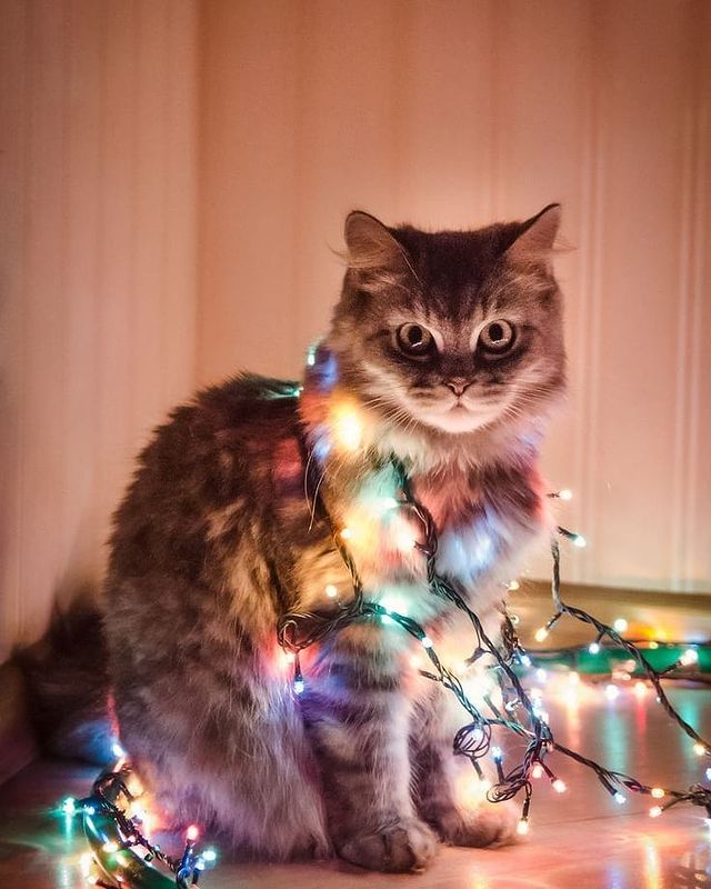Cat with Christmas lights