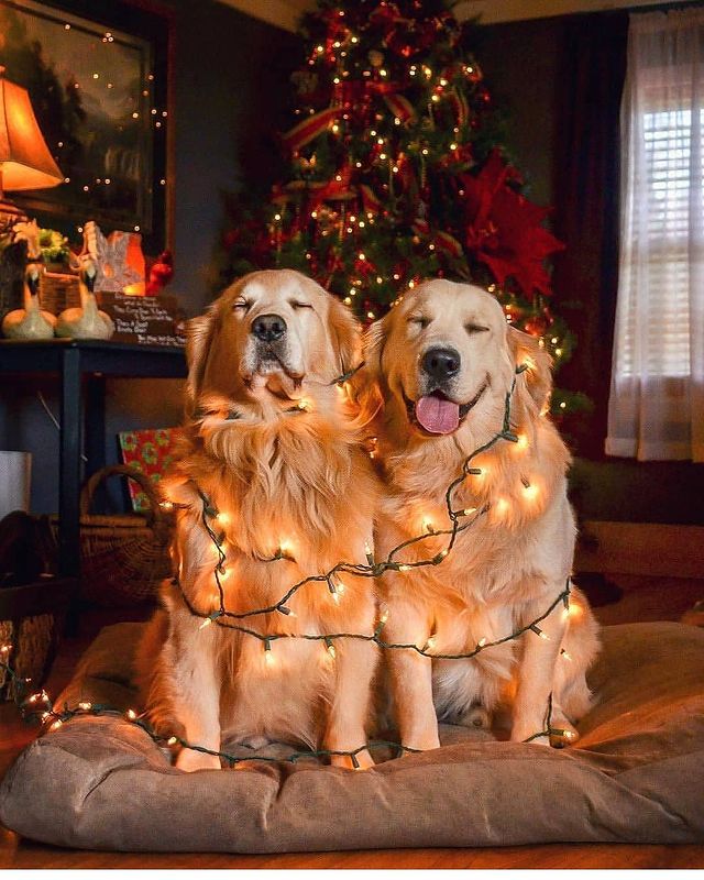 Christmas decoration dogs