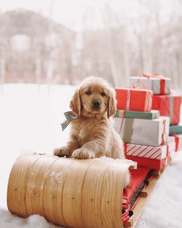 Christmas dog sledding