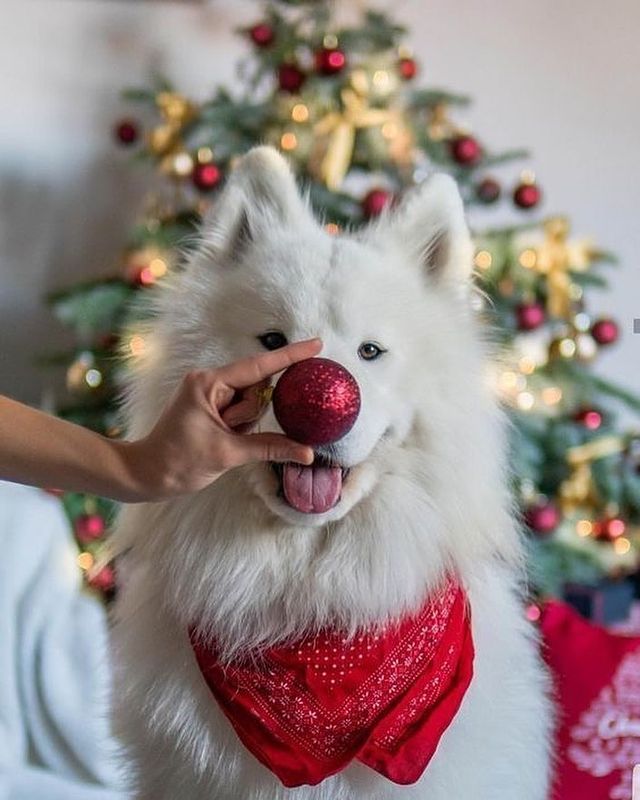 Christmas dog with a Christmas ball